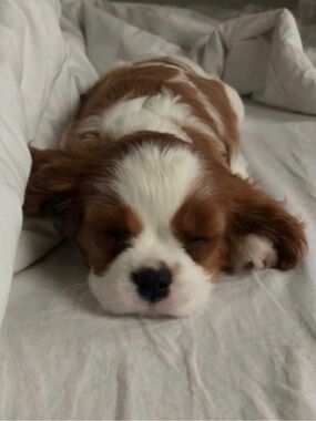 Meet your Posher, Ruby